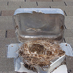 birds nest in dryer vent